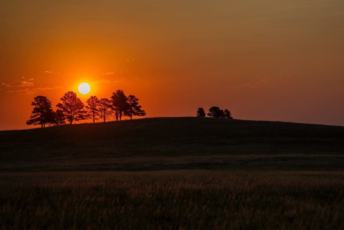 Sunrise Safari Adventure in Custer State Park, South Dakota