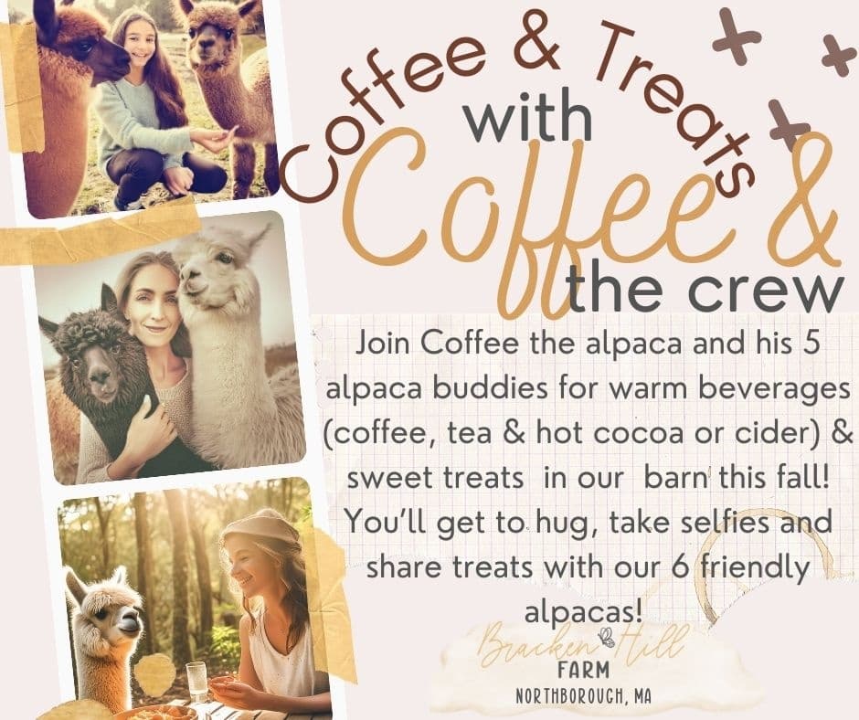 Cozy Fall Alpaca Experience at Bracken Hill Farm in Northborough, MA