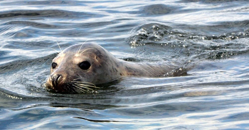 Harbor seal peeking amid rippling ocean water near shore