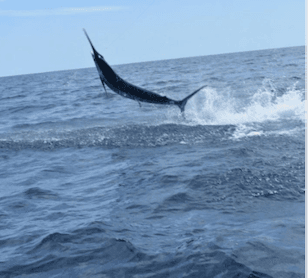 Full-Day Fishing Charter in Tamarindo: Target Sailfish and Marlin on Costa Rica’s Pacific Coast
