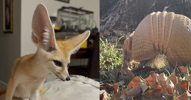 Desert Encounters: Meet Fennec Foxes, Capybaras & Warthogs in Marana