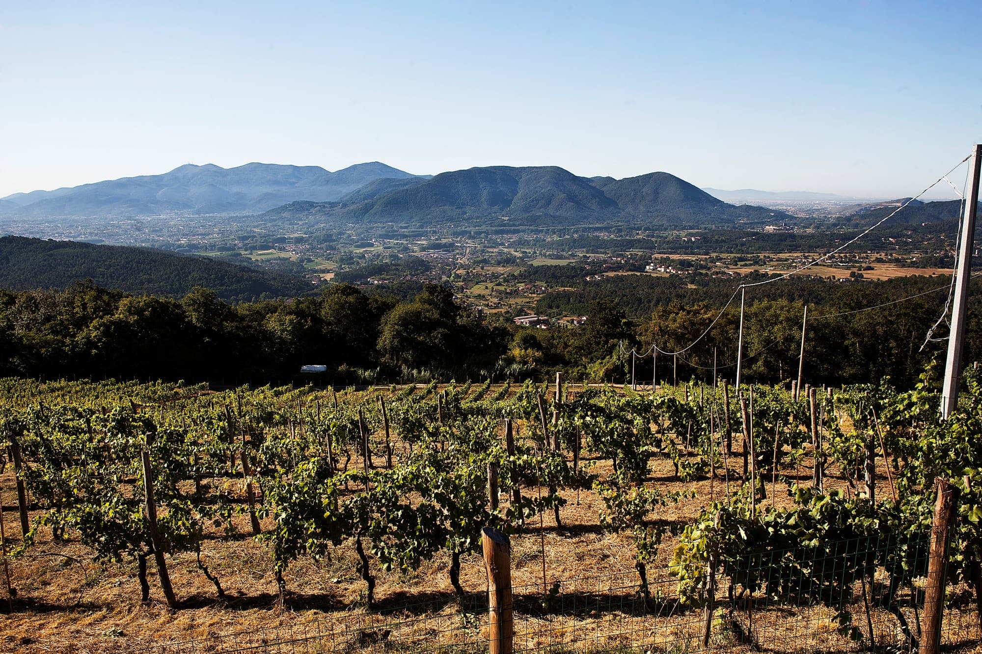 Land-Adventures: Exclusive Winery Tour from Lucca