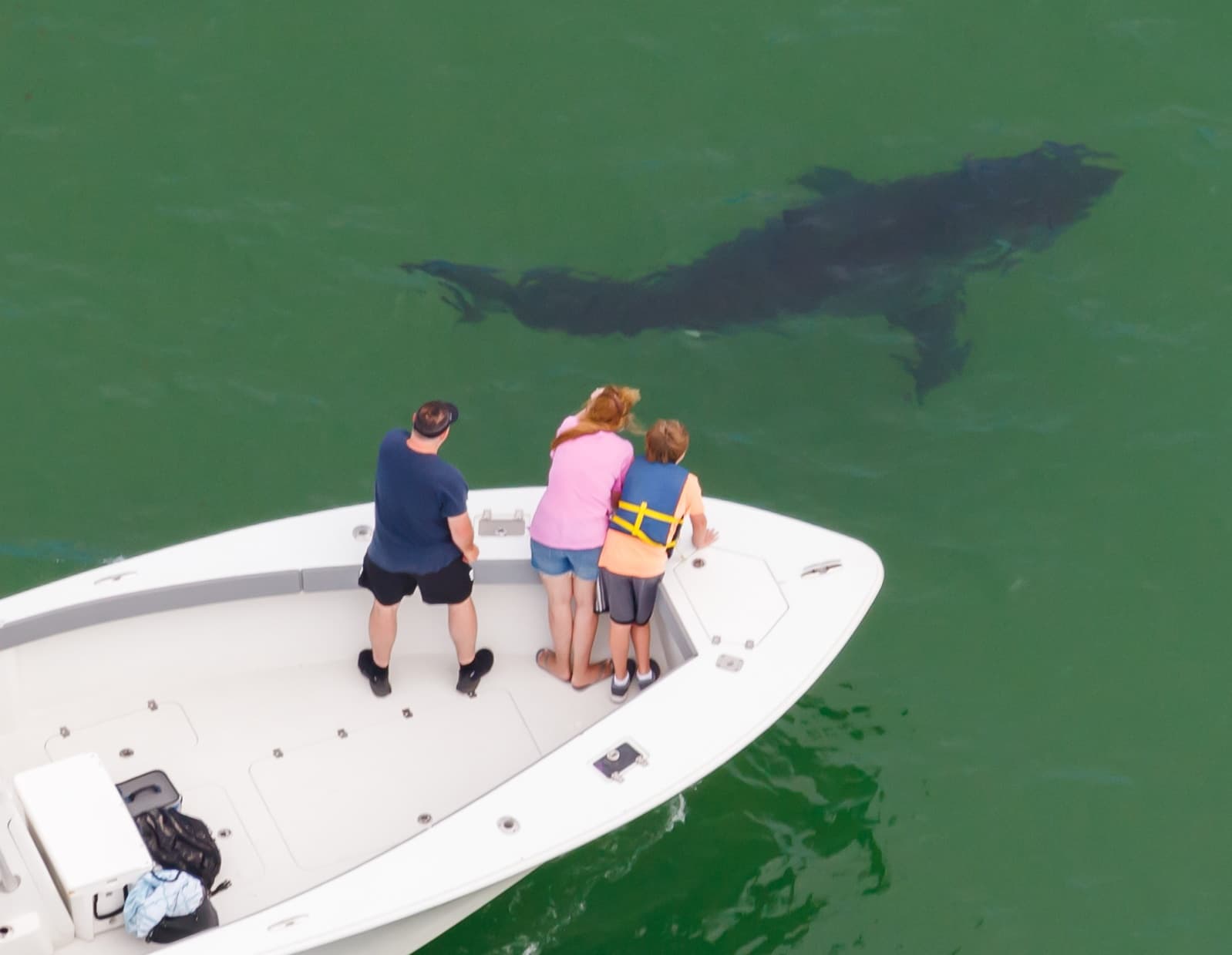 Boat passengers spotting a great white shark off Cape Cod coast
