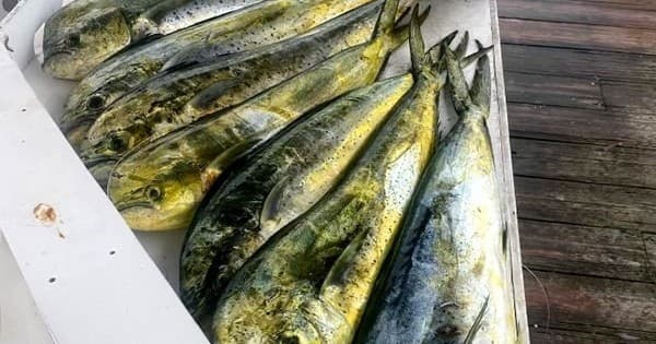 Fresh mahi-mahi lined on boat deck after deep-sea fishing