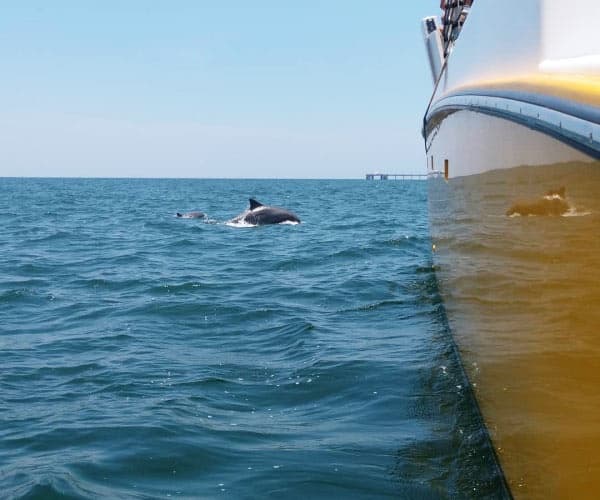 Water Activities & Sail Wild Hearts: Gulf Coast Dolphin Cruise