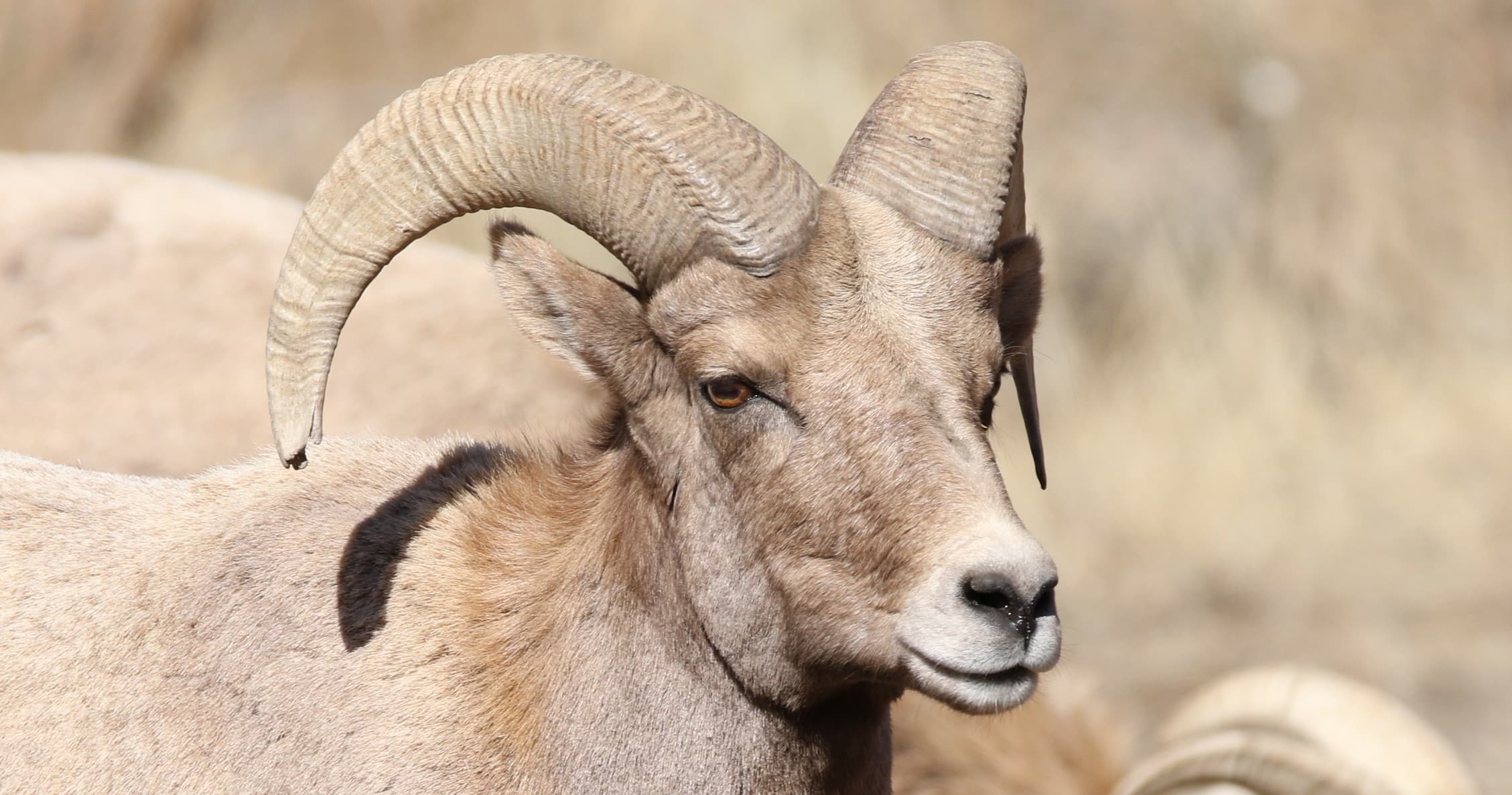 Custom Full-Day Birding and Wildlife Tour from Denver — Tailored Front Range Nature Trips photo 2
