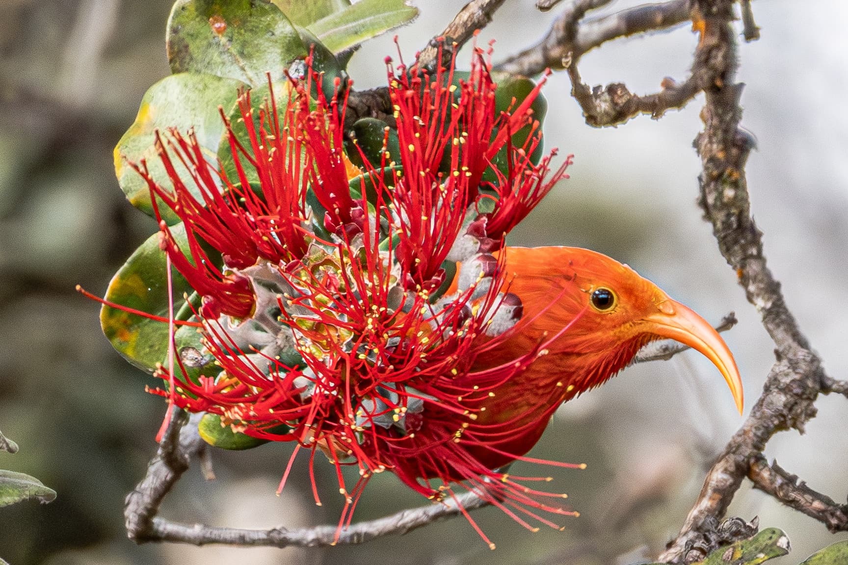 Wildlife Photography Prints & Art in Kailua-Kona photo 1