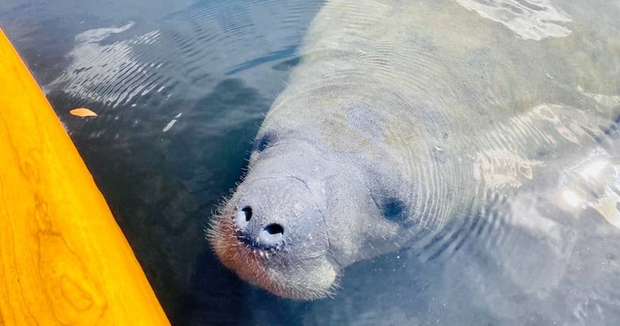 Dolphin & Manatee Tour in Sarasota, Florida