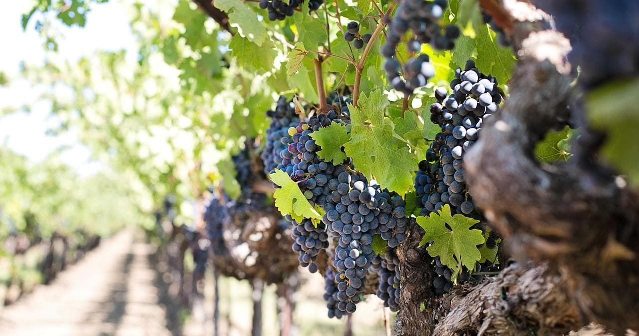 Wine Tasting & Land Adventures with Fredericksburg Wine Tours