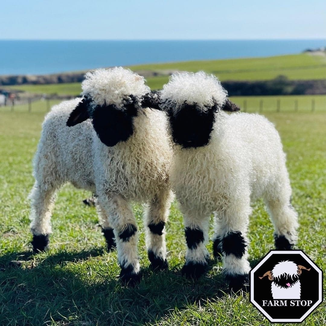 Experience Halloween Magic at Farm Stop: Family-Friendly Farm Tours in Portlethen, Scotland