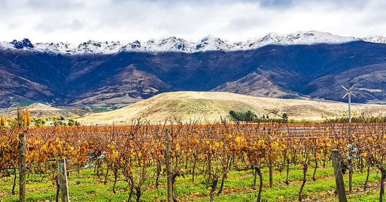 Vineyard with snow-capped mountains backdrop and open vista