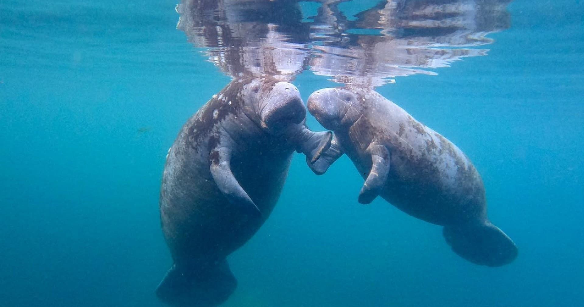 3 Hour Private Manatee Tour 22ft Heated Luxury Manatee Oasis | Private in Homosassa, Florida