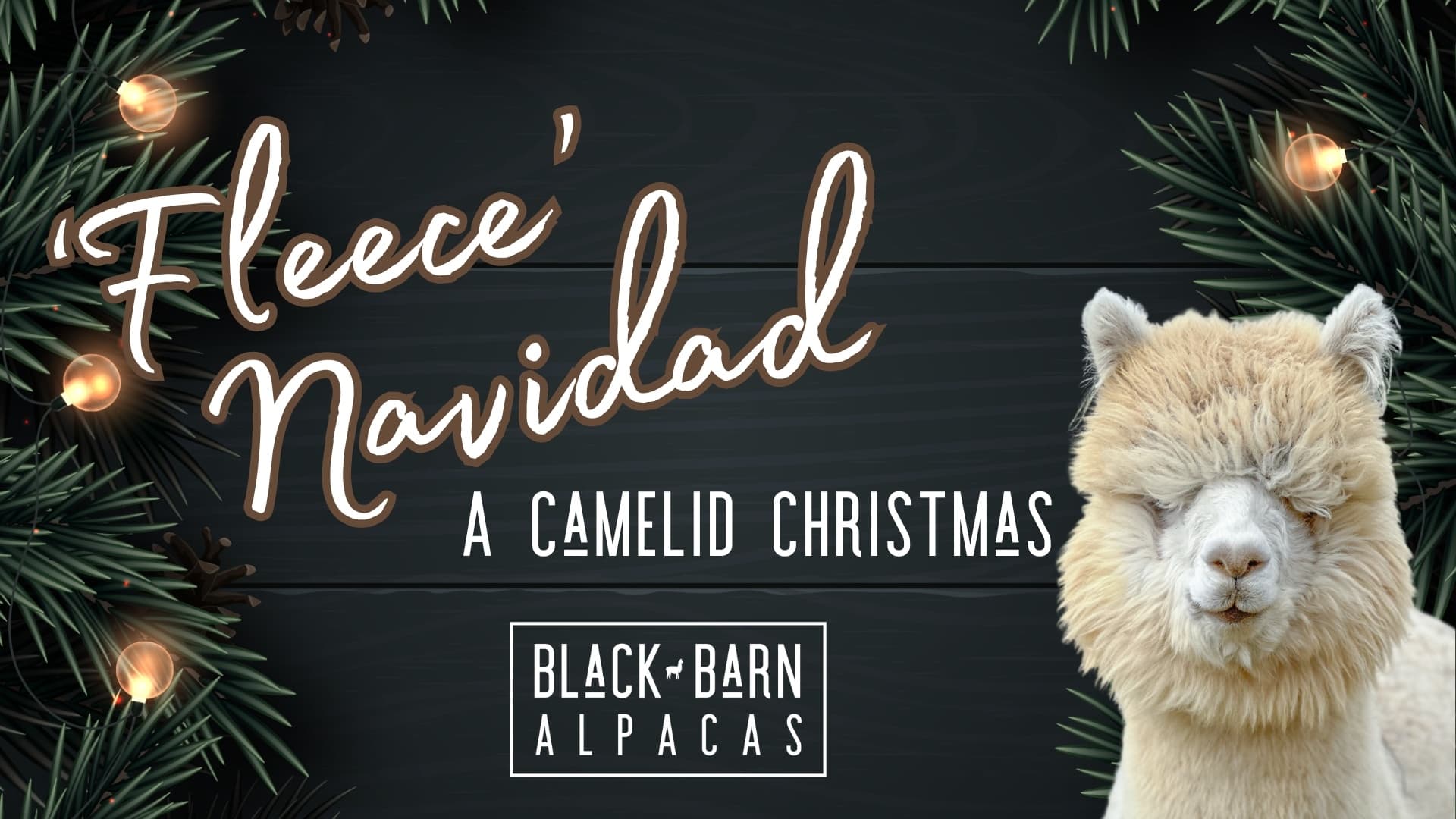 Celebrate a Unique Holiday Season at Black Barn Alpacas in Finksburg, Maryland
