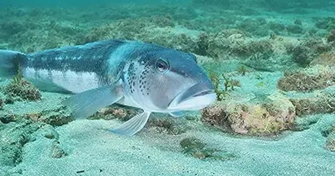 Inshore Fishing at Jackson Bay: Family-Friendly Private Charter on Ōkahu