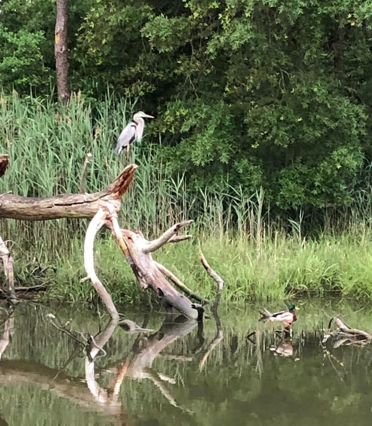 Delaware History & Wildlife Cruises with The Octolounge