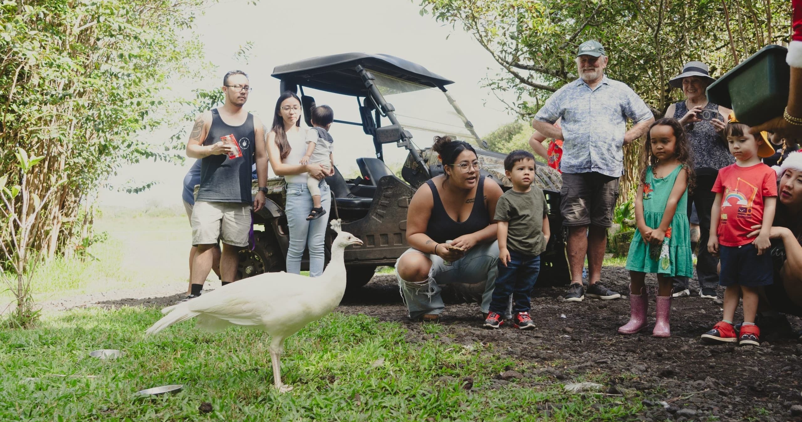 Family watching white peacock on a grassy ranch tour experience