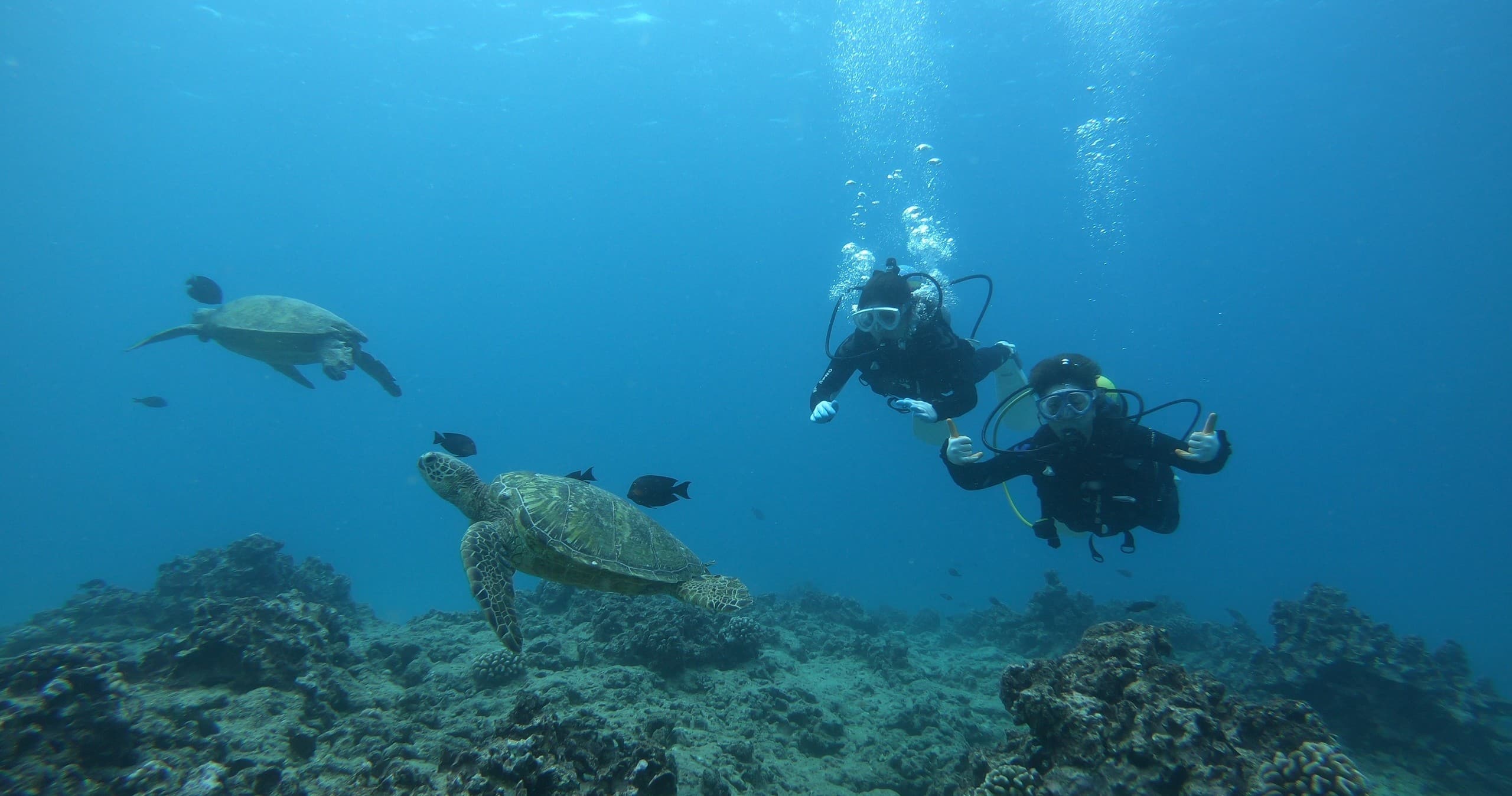 Scuba divers exploring coral reef alongside green sea turtles