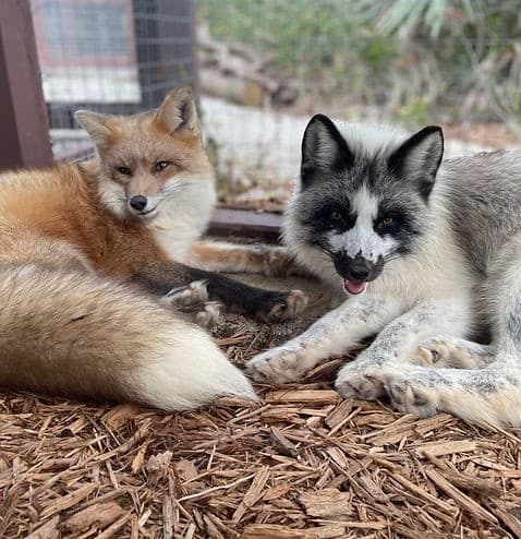 Two foxes resting in outdoor enclosure on wood mulch