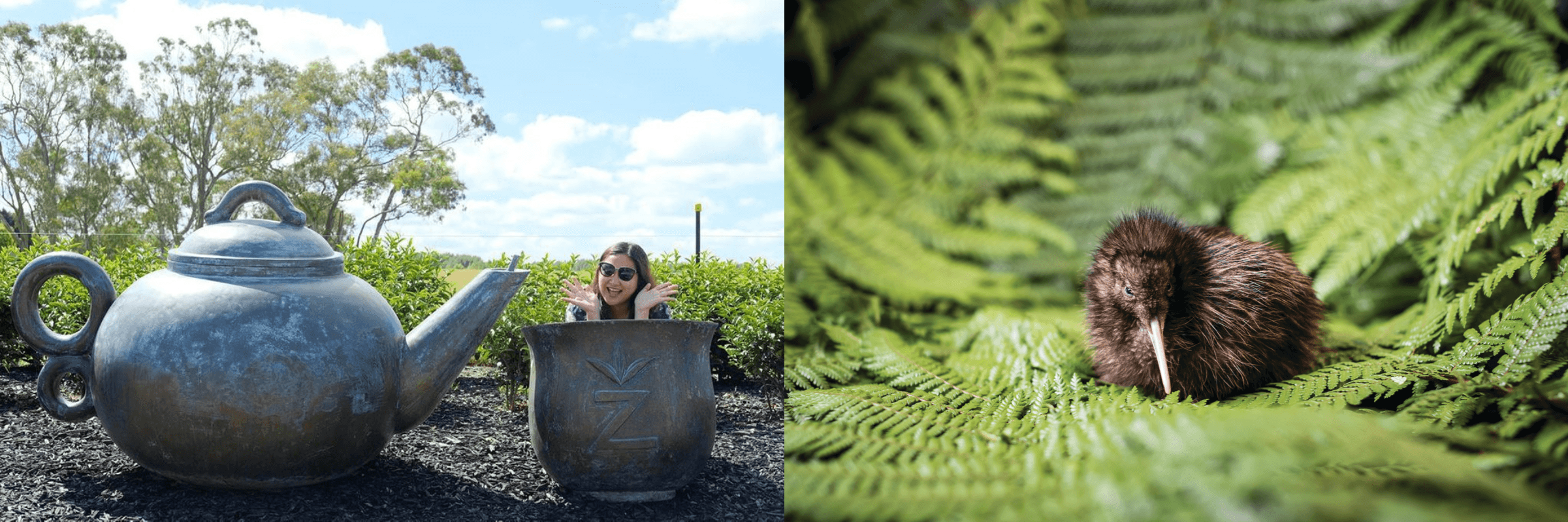 Waitomo Glowworm & Kiwi Tour by Auckland & Beyond Tours