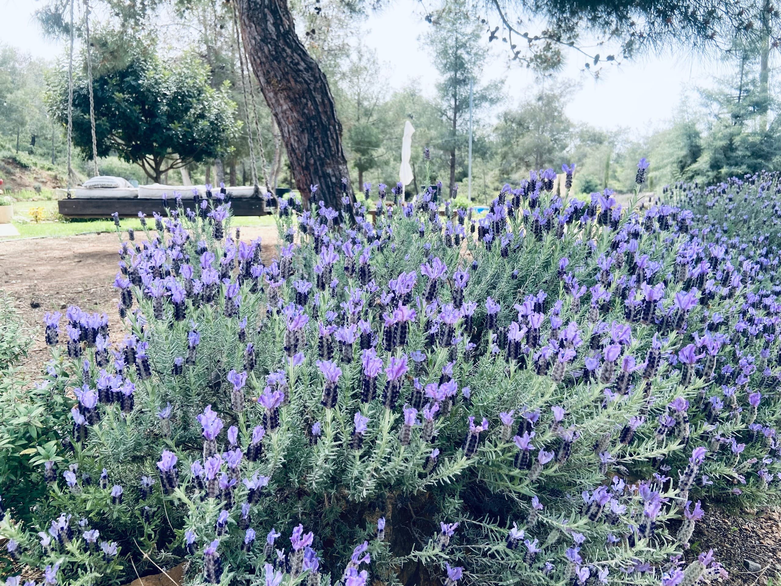 Garden-to-Table: Botanical Garden & Organic Olive Grove Experience in Larnaca photo 4