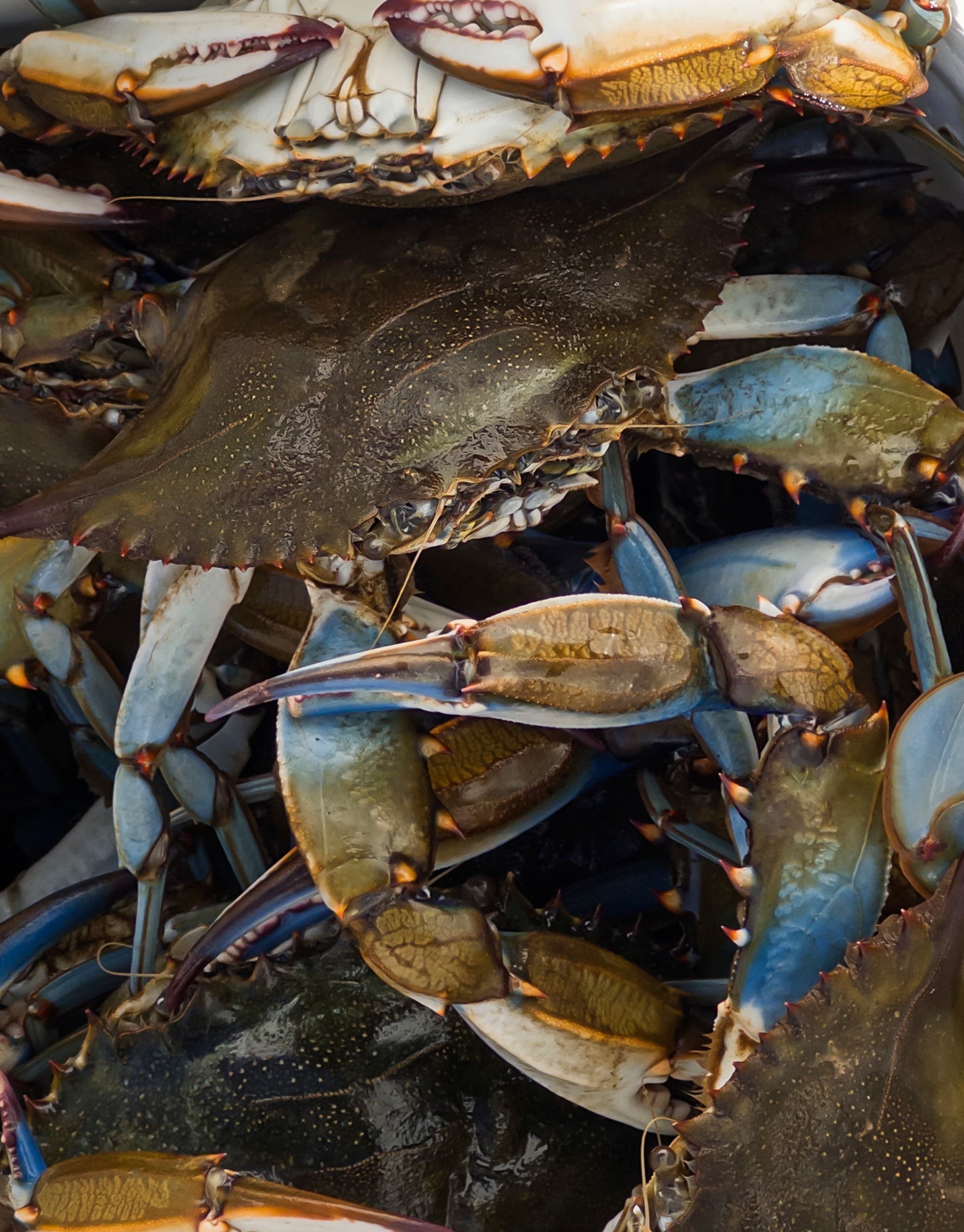 Helm Your Own Mini Speedboat for Coastal Crabbing Off Carolina Beach photo 2