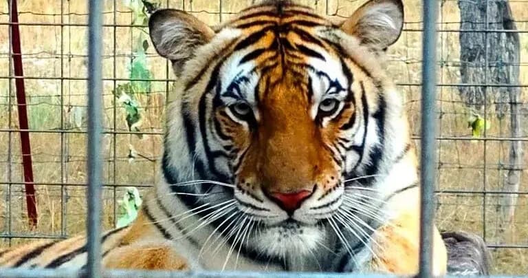 Basic Tour at Texas Wildlife Park: Up-Close Big Cats, Primates & Rescue Stories