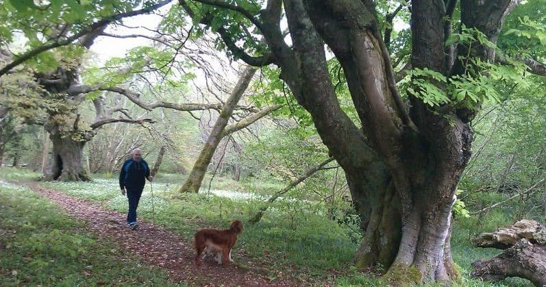 Guided Walks in Killarney with Killarney Guided Walks