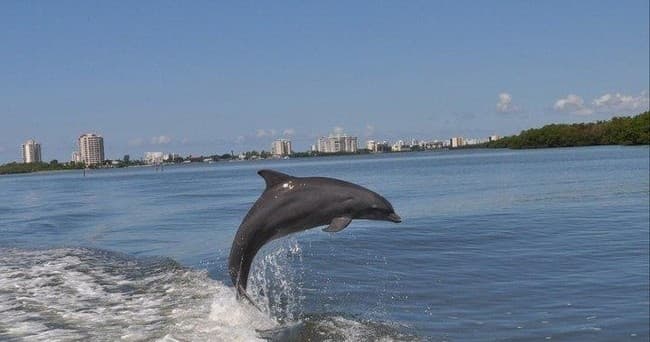 Marine Life & Fishing Charter in Fort Myers Beach