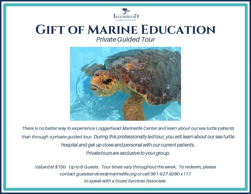 Sea Turtle Adventures & Gift Certificates at Loggerhead Marinelife Center