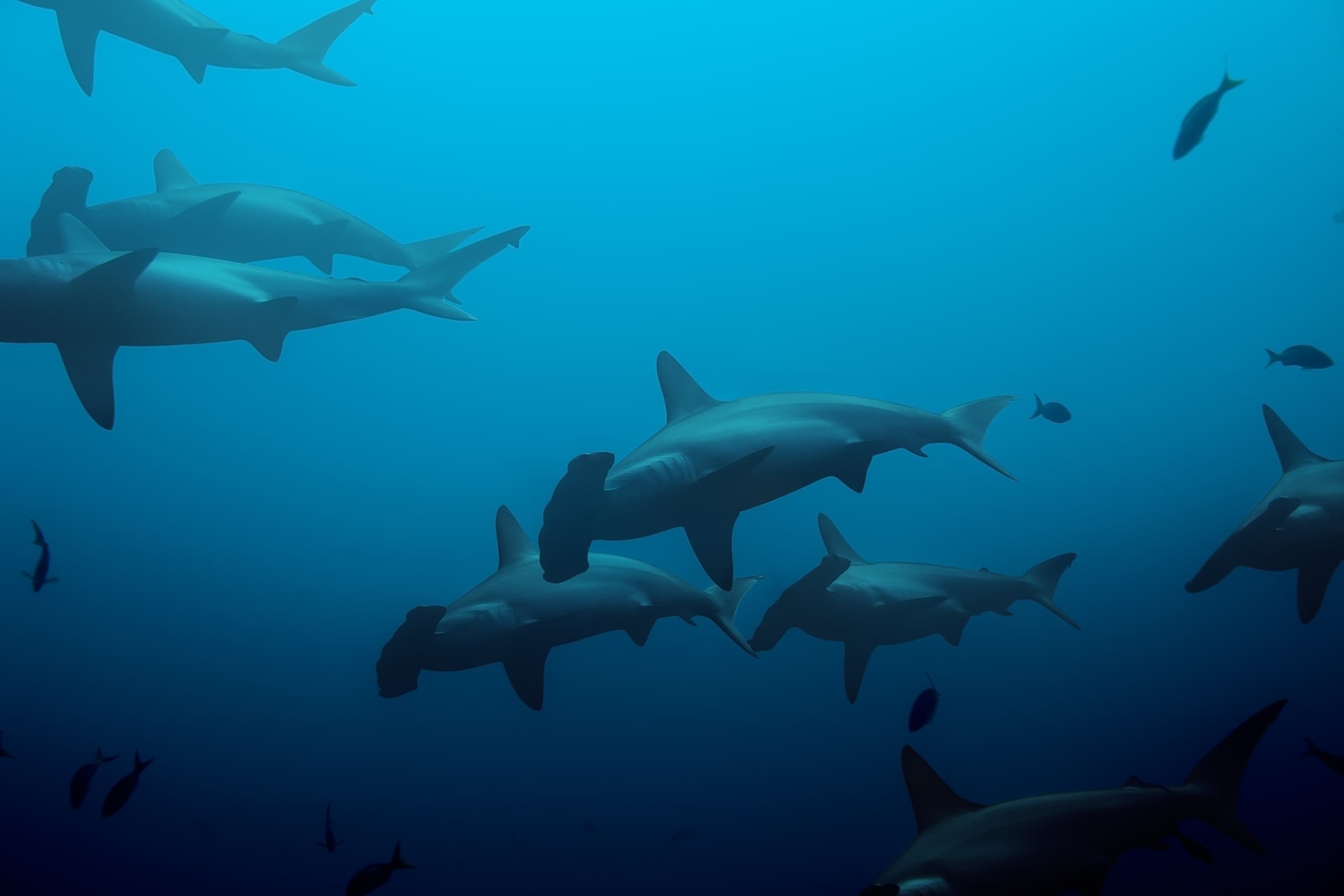 Scuba Diving in Maui with Maui Pacific Divers