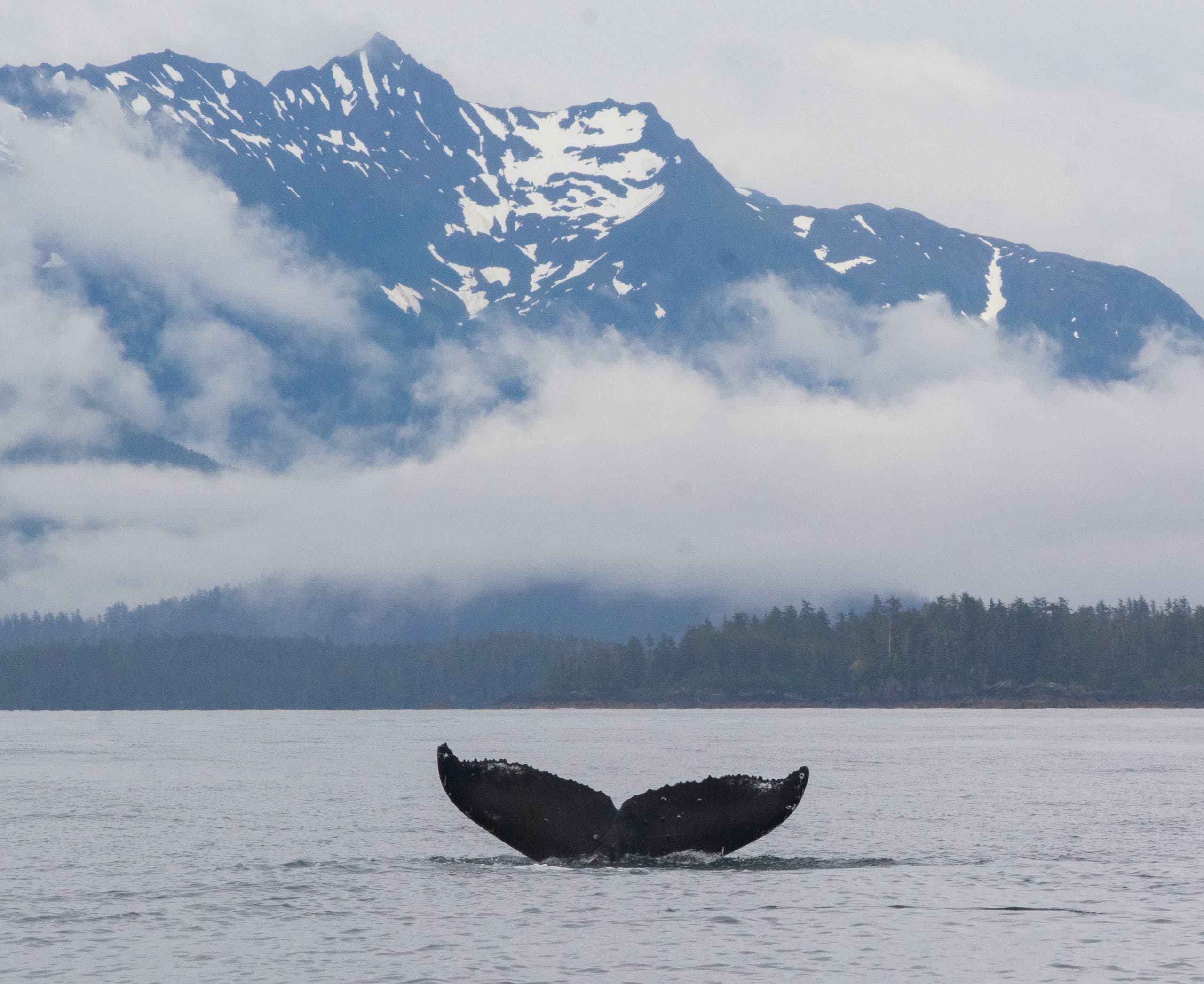Sitka Private Whale Watching: Close-Up Humpback and Marine Wildlife Tours photo 3