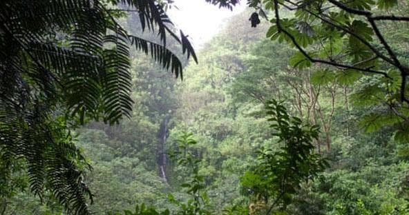 Rainforest Waterfall Hikes with Kaimana Tours in Honolulu