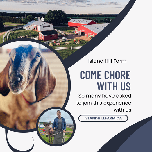 Island Hill Farm promotional goat portrait with barn backdrop