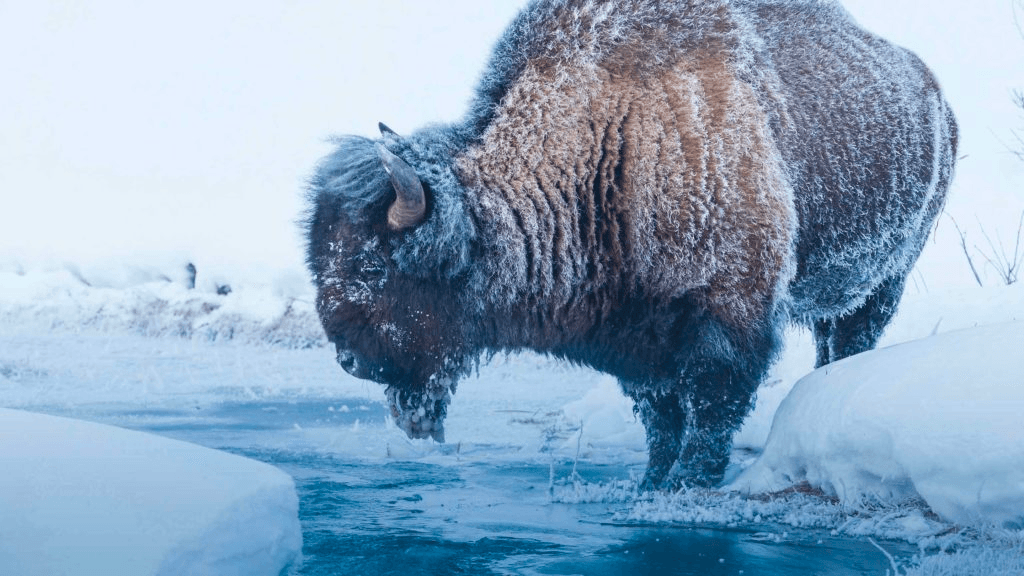 Yellowstone Safari Company’s Winter Wolves & Wildlife Safari