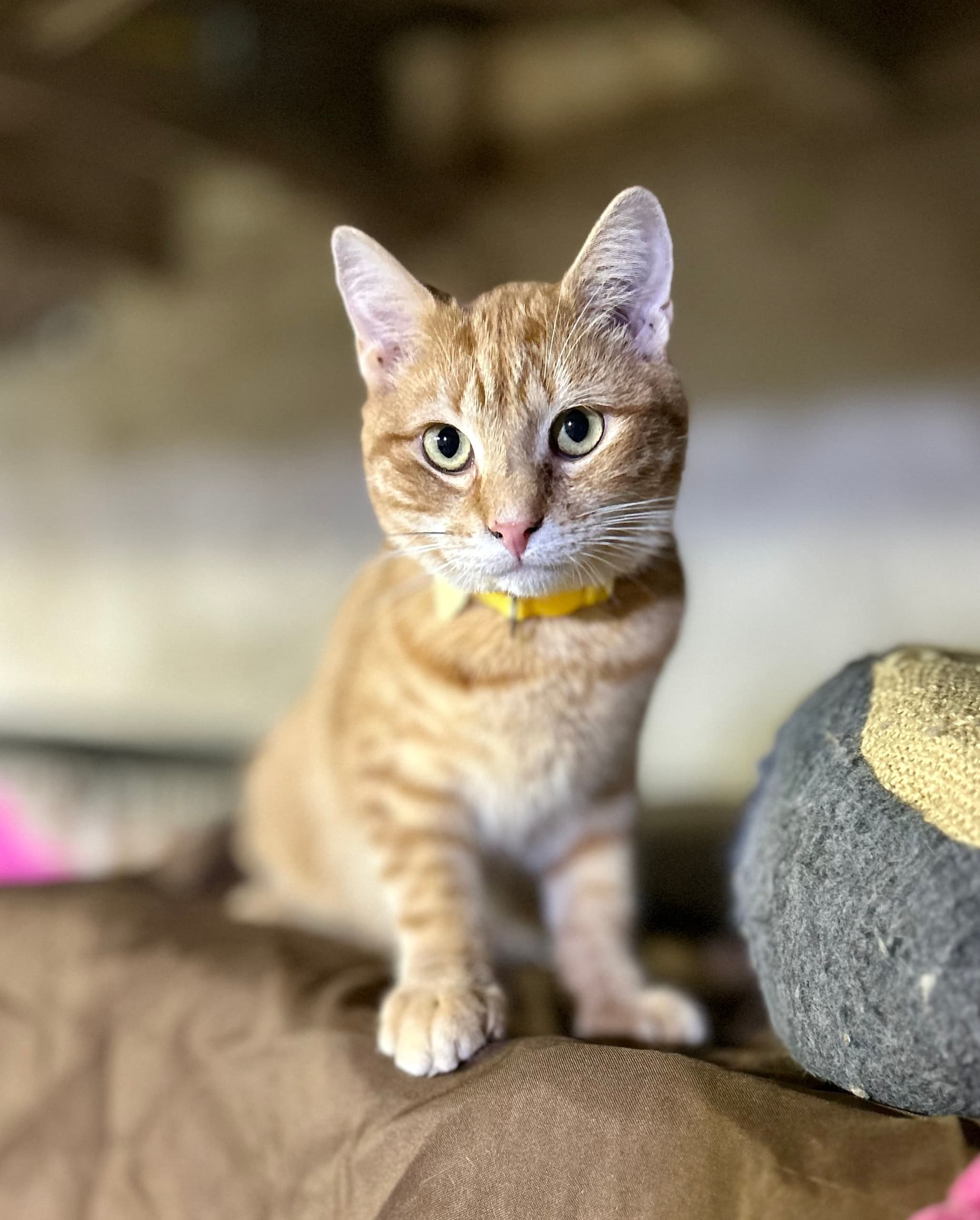 Purr Cat Café — Adoptable Cats, Coffee & Free Wi‑Fi in Bridesburg, Philadelphia photo 2