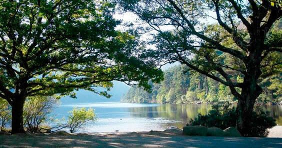 Shaded lakeside with oak trees framing calm water, nature stroll