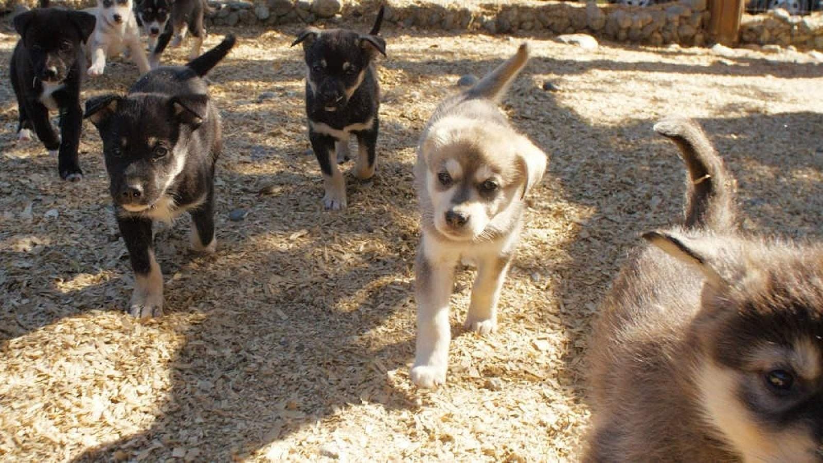 Husky Homestead Tour with Denali Tour Company in Alaska