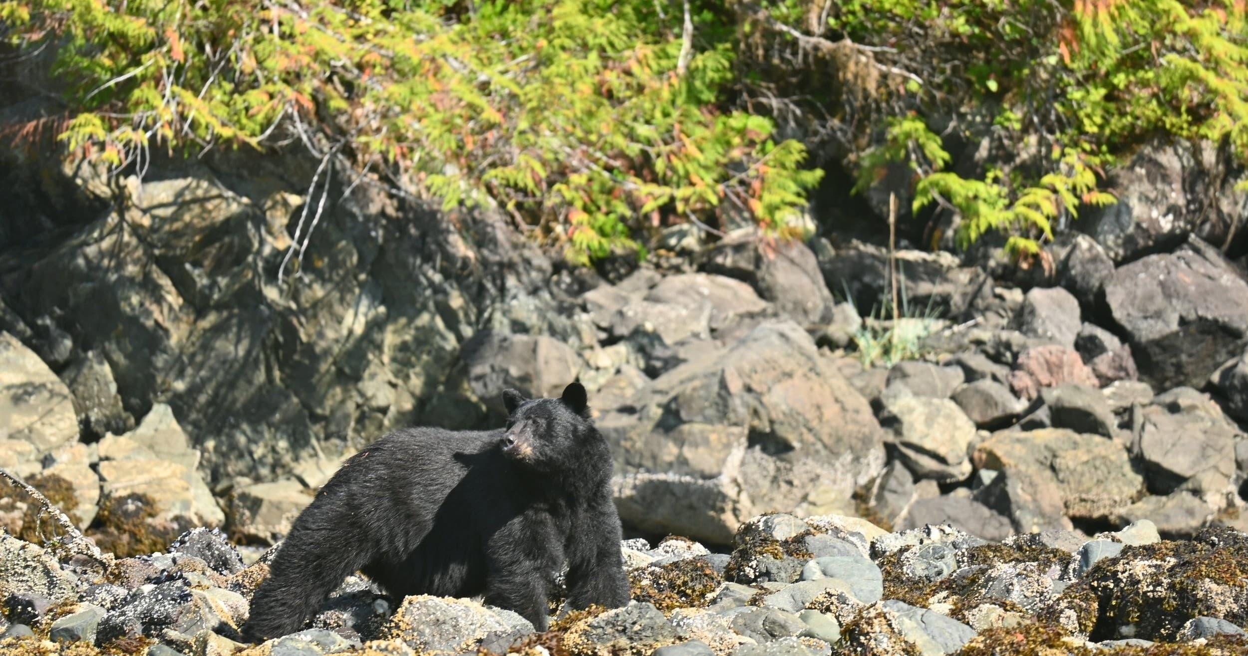 Kyuquot & The Bunsby's: Kayaking Brooks Peninsula BC