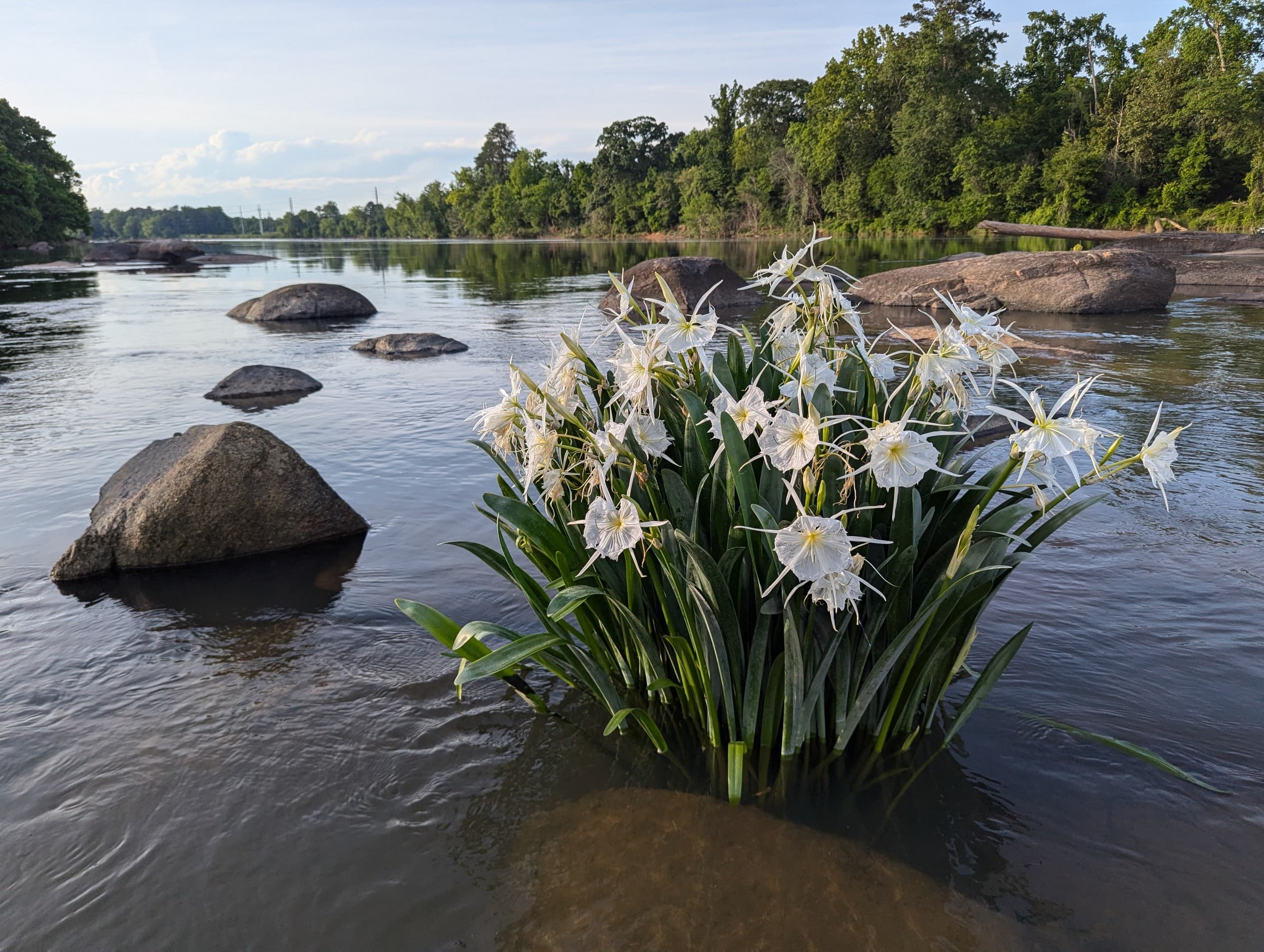 Paddling Among Endangered Blooms: Spider Lily Kayak Tour on the Catawba River photo 1