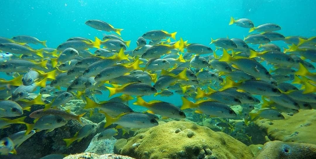 Marine Water Activities with EcoDive & Snorkeling Murdeira Bay