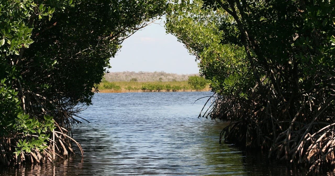 Mangrove tunnel arch opening to coastal estuary kayak route