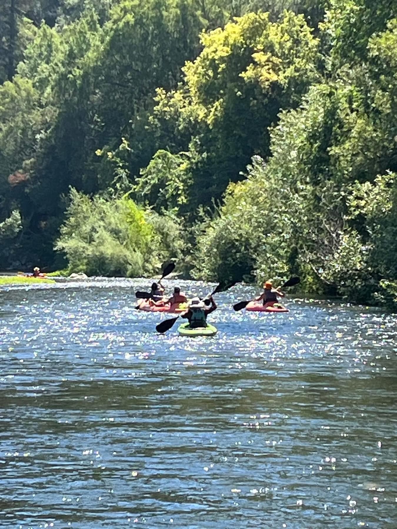 Group kayakers paddling down sunlit forested river