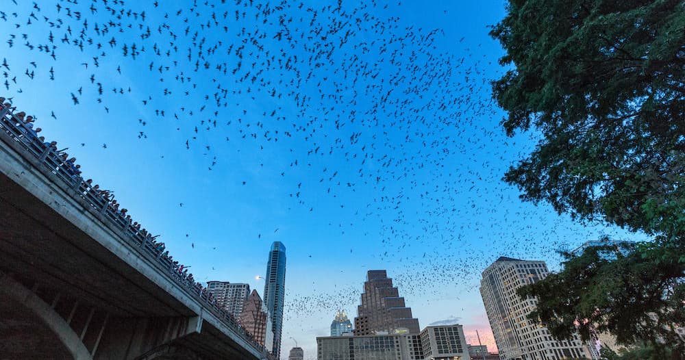 Sunset Congress Avenue Bat Bridge Tour