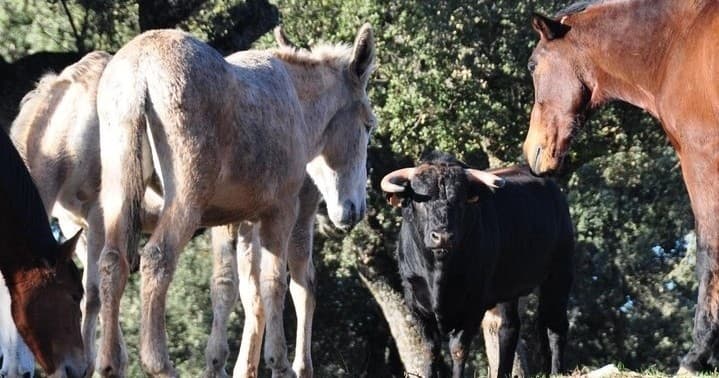 Land Adventures with Bulls and Horses at Bulls and Horses Experience
