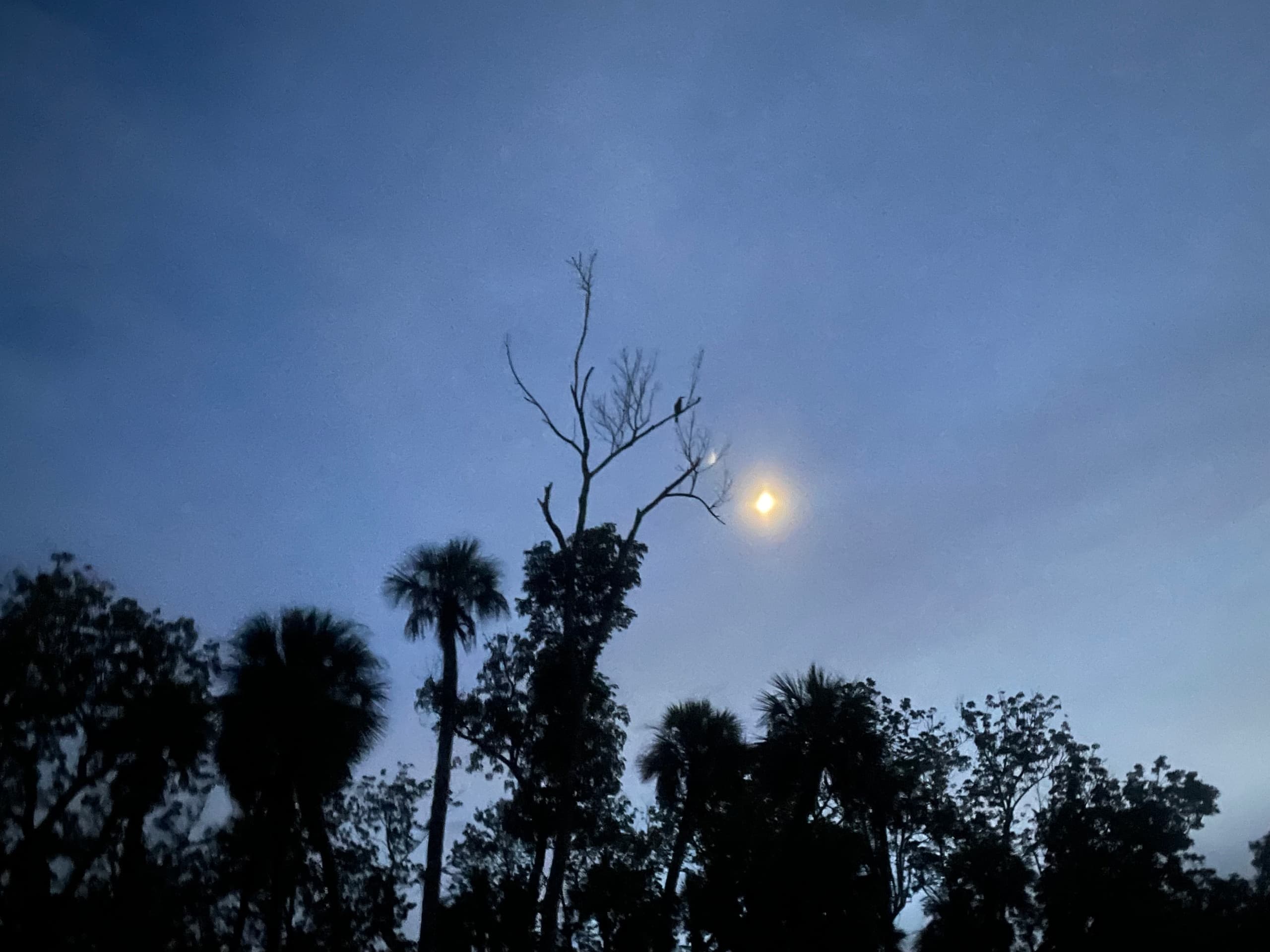 Full Moon River Cruise with Nature Coast Eco Tours in Homosassa