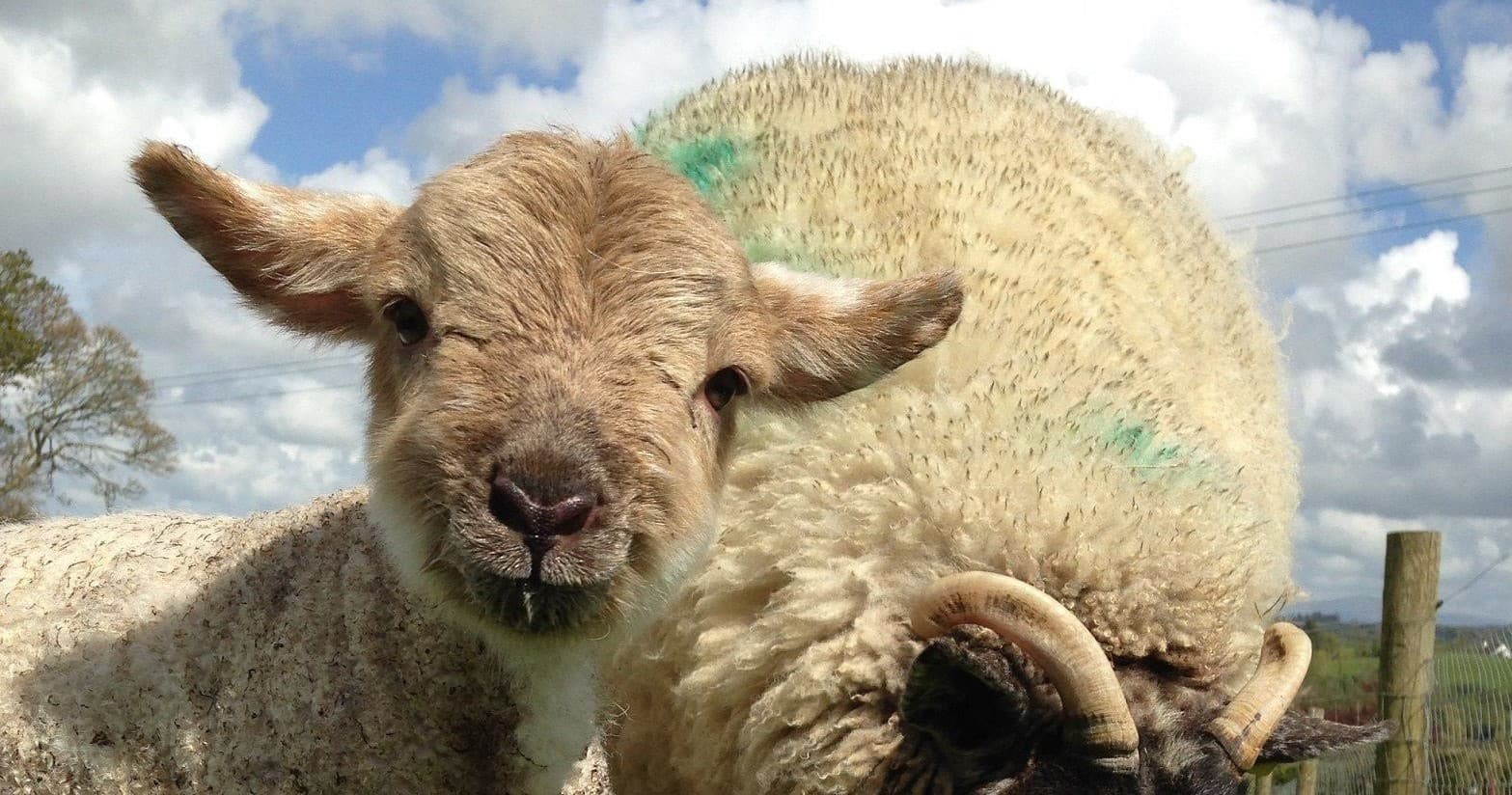 Sheep grazing on pastoral farm with blue sky backdrop