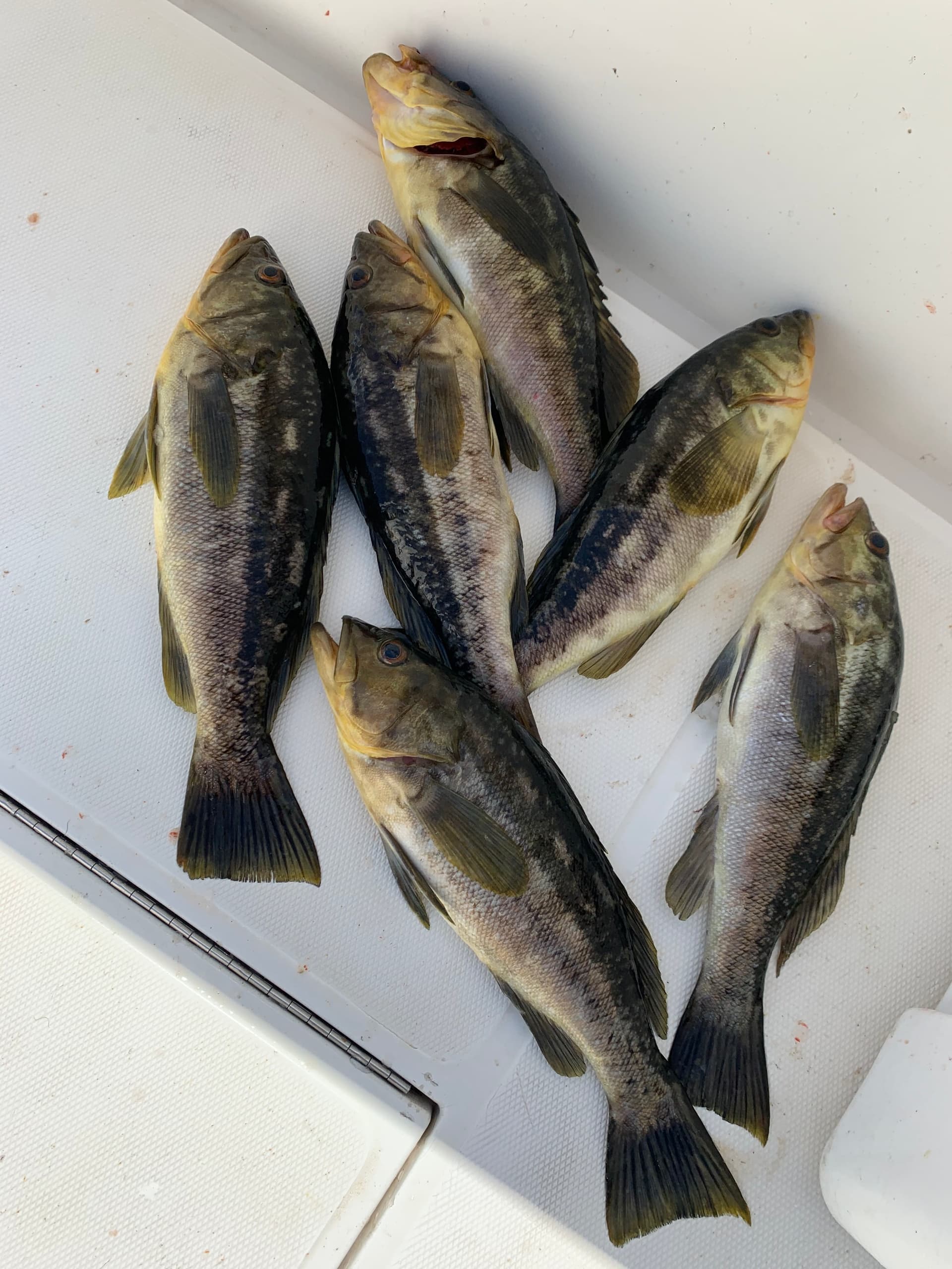 Coastal Fishing with Ohana Sportfishing: Half Price Mondays