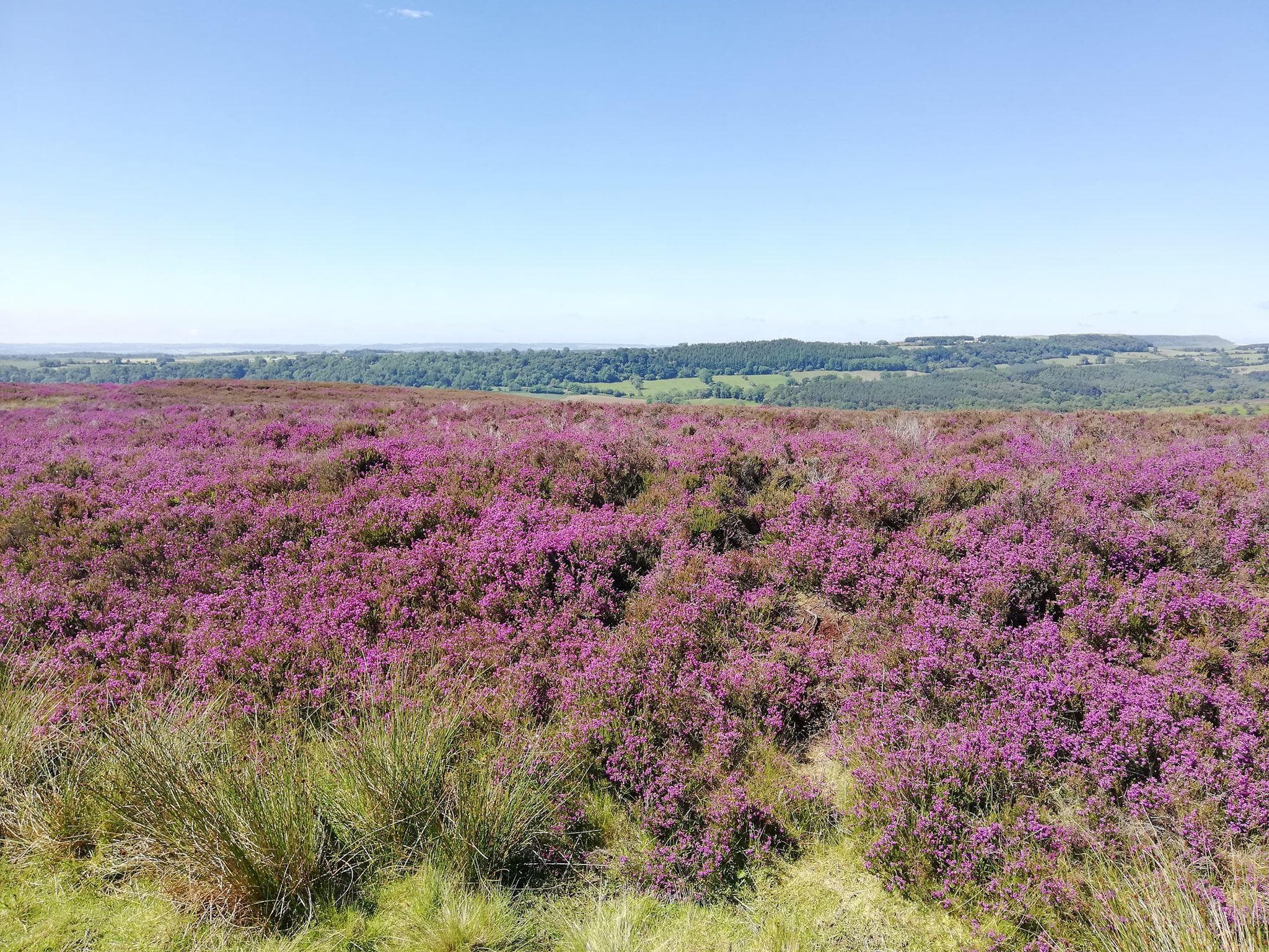 North York Moors Half-Day Tour with BOBH from York