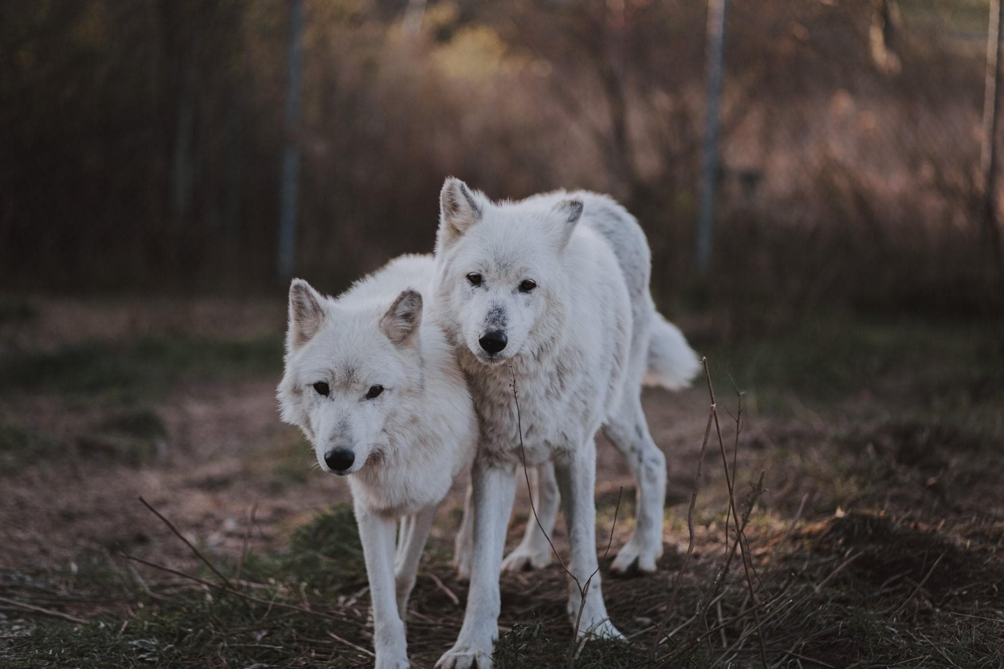 Wildlife & Nature Tour at Wolf Hollow with North American Wolf Foundation