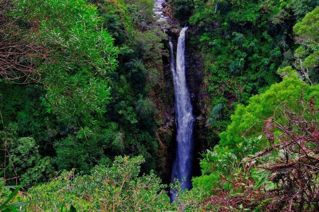 Tropical waterfall plunging through lush rainforest gorge